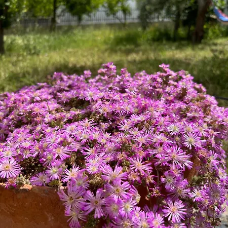 La Casetta Di Nonna Rosa